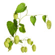 hop branch isolated on white hop branch isolated on white