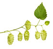 hop branch isolated on white hop branch isolated on white