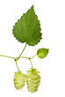 hop branch isolated on white hop branch isolated on white