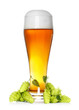 beer glass with fresh green hop beer glass with fresh green hop