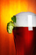 beer and hop closeup beer and hop closeup