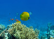 Photo: Golden butterfly fish Golden butterfly fish