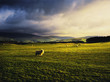 sheep