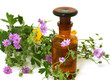 Bottle of essential oil and flowers isolated on white Bottle of essential oil and flowers isolated on white