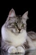 Silber Maine Coon