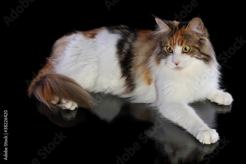 Foto: Maine Coon Katze Maine Coon Katze