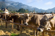 Kühe im Allgäu - Deutschland
