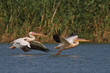 white pelicans in flight