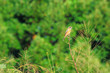 bird, Siberian stonechat in a field bird, Siberian stonechat in a field