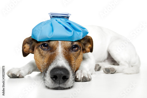 Photo: Sick dog Sick dog