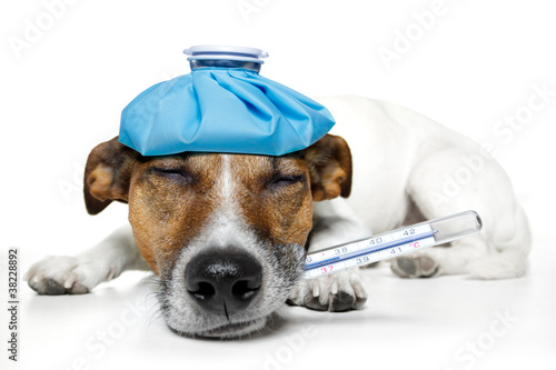 Foto: Sick dog Sick dog