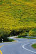 Maxican sunflower Maxican sunflower