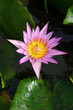Lotus flowers in water pond