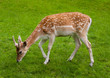 Yang Male deer and green grass