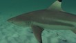 Requin - Shark