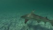 Requin - Shark