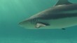 Video: Requin - Shark Requin - Shark