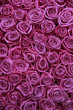 Group Of Pink Roses