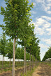 Rows of Linden-tree