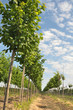 Rows of Linden-tree