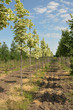 Rows of maple