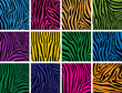 vector set of colorful skin textures of zebra