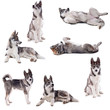 montage husky