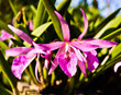 Orchids