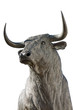 Foto: bull bull