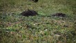 Video: Maulwurfshügel auf der Wiese wird zertreten Maulwurfshügel auf der Wiese wird zertreten