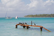 Pelikane auf der französischen Insel Guadeloupe