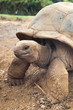 Foto: Riesenschildkröte Riesenschildkröte