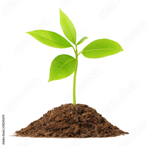 Photo: Young green plant Young green plant