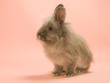 Hase 33434