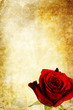 vintage rose backdrop
