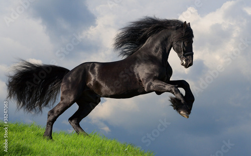 Photo: Friesian stallion gallop in field Friesian stallion gallop in field