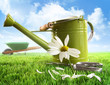 Foto: Green watering can with large daisy Green watering can with large daisy
