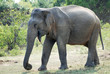 Old Elephant