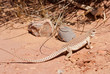 Desert Iguana