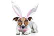 dog as bunny