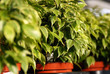 Foto: ficus benjamina in pots in garden center ficus benjamina in pots in garden center