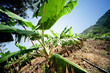 Banana fields