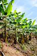 Banana plantation