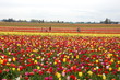 Tulip Field in Spring