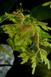 Leafy Dragon Seahorse