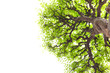 Branch with green leaves