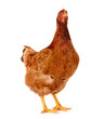 Hen isolated on white.