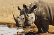 Rhino Twins