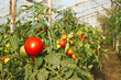 Ripening tomatoes hanging in greenhouse
