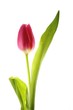 Single Tulip